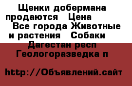 Щенки добермана  продаются › Цена ­ 45 000 - Все города Животные и растения » Собаки   . Дагестан респ.,Геологоразведка п.